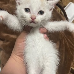 生後一ヶ月の女の子です。　里親候補さん見つかりました。 − 秋田県