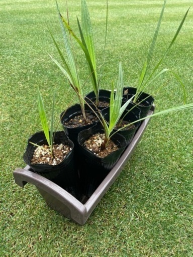 ブラヘアアルマータ - ガーデニング 