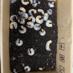 カブトムシの幼虫20〜30匹