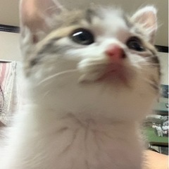 【2か月弱】耳デカヤンチャな美猫ちゃんの画像
