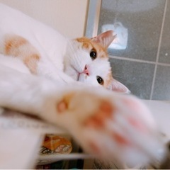 【トライアル中】約2歳の甘えん坊のオス猫