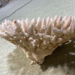 希少  🉐天然白珊瑚   完全な丸々1個天然物　標本レベル