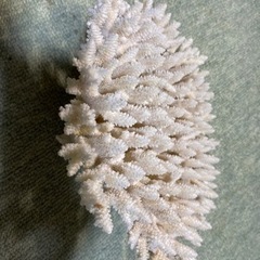 希少  🉐天然白珊瑚   完全な丸々1個天然物　標本レベル
