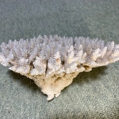 希少  🉐天然白珊瑚   完全な丸々1個天然物　標本レベル