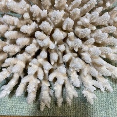 希少  🉐天然白珊瑚   完全な丸々1個天然物　標本レベル