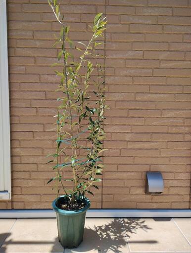 オリーブの木　鉢植え ガーデニング