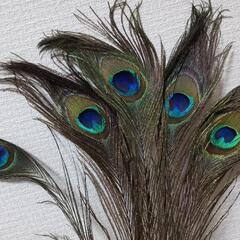 孔雀の飾り羽根
