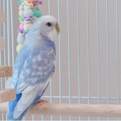 里親決まりました！問い合わせありがとございました。セキセイインコ - 三ツ境