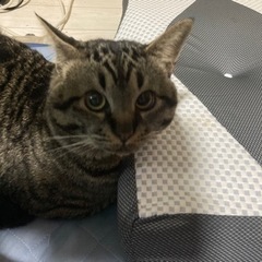 飼い猫が脱走してしまいました。 - 堺市