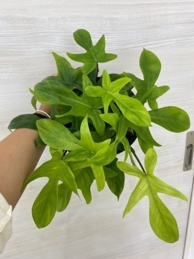 フィロデンドロン　フロリダゴースト ’ミント植物