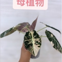 ピンク斑入りブラックベルベットアロカシア 植物