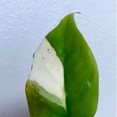 斑入りヒメノステラ ラフィドフォラ テトラスペルマ パラゴン植物