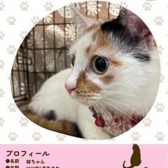 とびミケ🐾2才の女の子ご縁待ち💗 - 猫