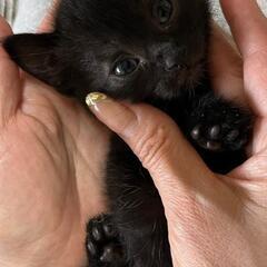 子猫　黒猫ちゃん、生後１ヶ月半　(お話中)
