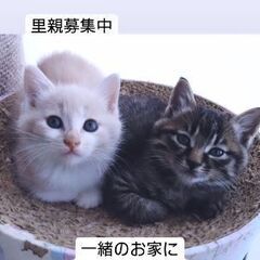 仲良しのおふたり - 猫