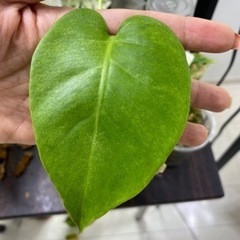 モンステラ デリシオサ「ホワイトモンスター天津蘭」
