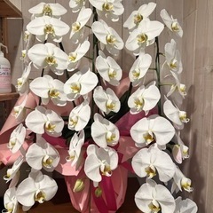 胡蝶蘭7個セット　【引取り5000円引き】