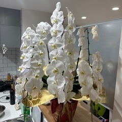 胡蝶蘭7個セット　【引取り5000円引き】