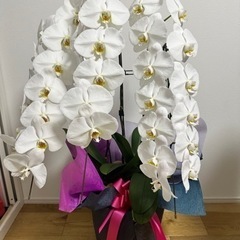 胡蝶蘭7個セット　【引取り5000円引き】