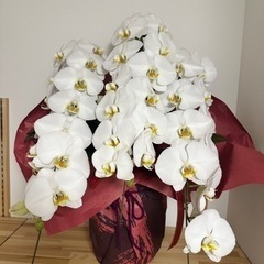 胡蝶蘭7個セット　【引取り5000円引き】