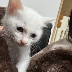 【トライアル決定】生後3週 オッドアイの白猫ちゃん - 猫