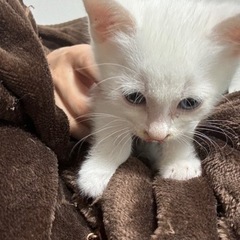 【トライアル決定】生後3週 オッドアイの白猫ちゃん
