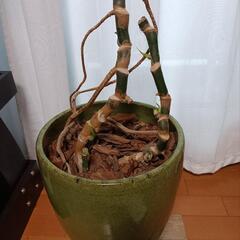 モンステラ   立派な陶器鉢ごと   観葉植物