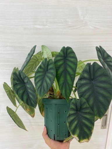 アロカシア ドラゴンスケール 植物
