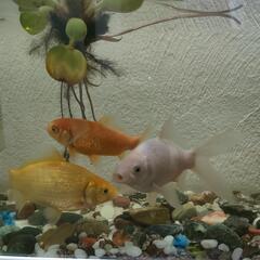 金魚　白&黄色　2匹