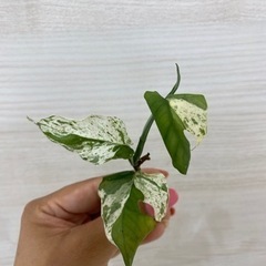 エピプレムナム・ピナツム　マーブル　バリエガータ植物