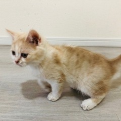 マンチカン子猫　3ヶ月 オス　クリーム 家族募集中 − 東京都