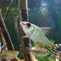 【カラプロ20〜23㌢】1万円 カラプロ20〜23㌢】1万円