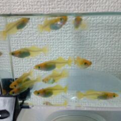 メダカ　レモンメタルの幼魚　１０匹