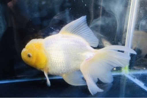 金魚　、白いオランダ獅子頭
