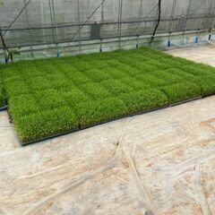 みえのゆめ苗　45枚