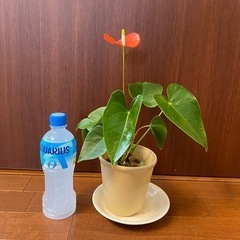 【観葉植物】アンスリウム オレンジ 36cm 