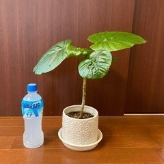 【観葉植物】フィカス・ウンベラータ 40cm 