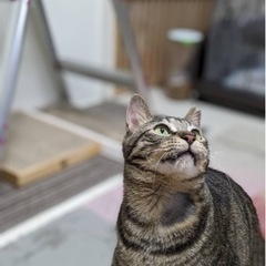キジトラ　大人猫　人なれOK - 名古屋市
