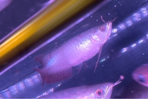 週末のみ限定5万円　\nアロワナ　熱帯魚