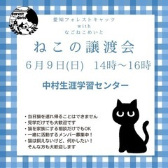 保護猫譲渡会　名古屋市　予約不要の画像