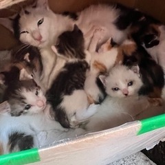 子猫が13匹産まれています
