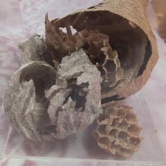 ★天然・蜂の巣3個★スズメバチ