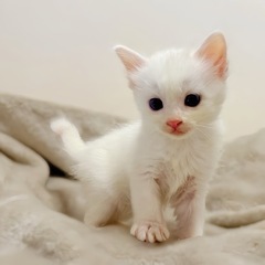 白い長毛の子猫(応募多数のため一時締切)