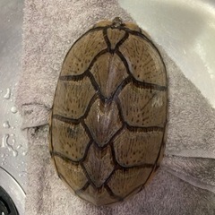 カブトニオイカメ 3歳 4歳 メス2匹