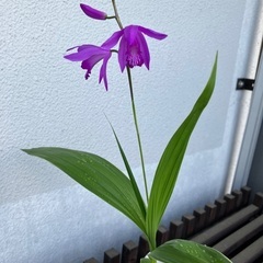 シラン　紫のキレイな花開花中　