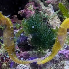 激レア！タツノオトシゴ★イエロースパイニーポニーペア