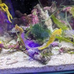 激レア！タツノオトシゴ★イエロースパイニーポニーペア