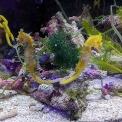 激レア！タツノオトシゴ★イエロースパイニーポニーペア