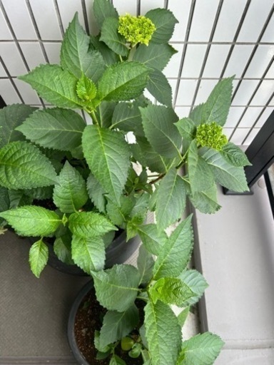 ⭕️あじさい　　その他　植物　素焼き　鉢ごと