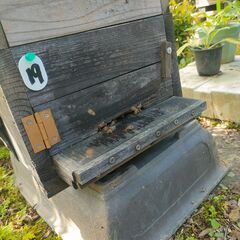 ニホンミツバチの群れお譲りします 2024 すぐにお渡しできます